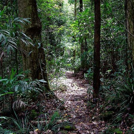 Springbrook Lyrebird Retreat Exterior foto