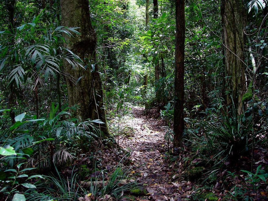 Springbrook Lyrebird Retreat Exterior foto