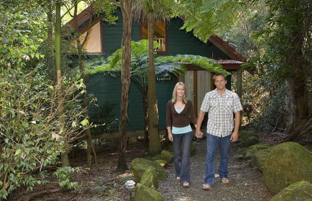 Springbrook Lyrebird Retreat Exterior foto
